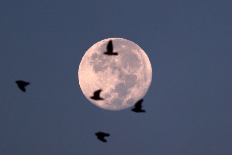 登月系列／太空竞赛新战场在月球 哪国先抢下高挂天空的甜美月饼？