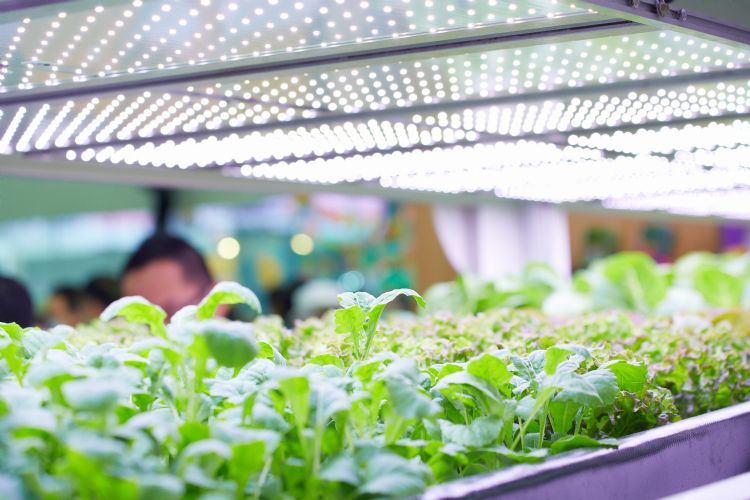 台厂转进利基布局 UVC、植物照明另辟商机