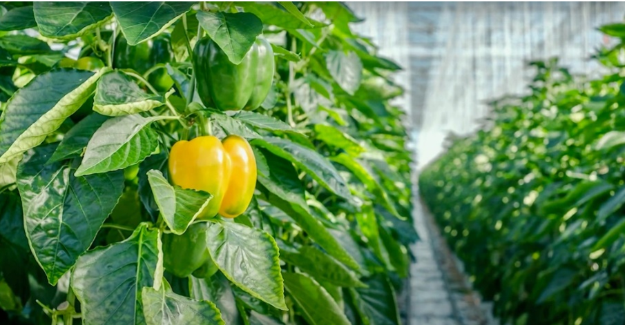 Nature Fresh Farms树立高科技农业绿色标准