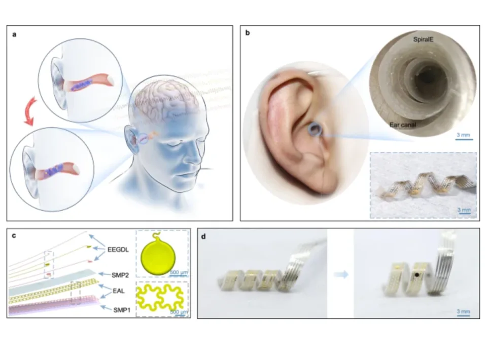 科学家开发出可插入耳道的新型脑机接口