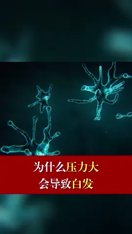 为什么压力大会导致白发压力 脱发
