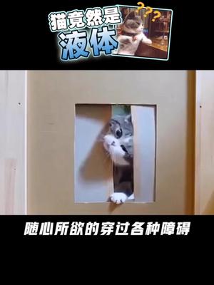 诺贝尔奖获得者竟然研究猫是不是液体？？涨知识 黑科技