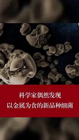 科学家偶然发现以金属为食的新品种细菌科学 金属 细菌