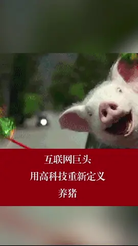 互联网巨头用高科技重新定义养猪互联网 京东