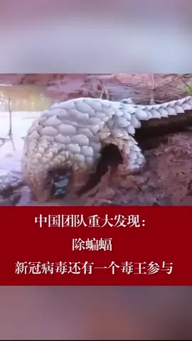 又一毒王浮出水面抗战疫情 新冠肺炎