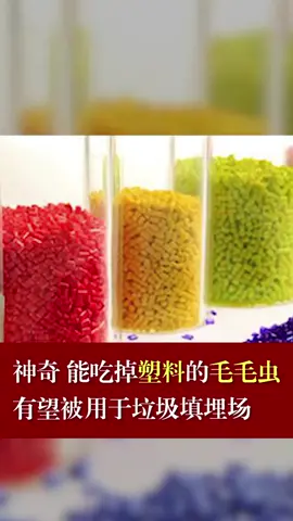 能吃塑料的毛毛虫，你见过吗？毛毛虫