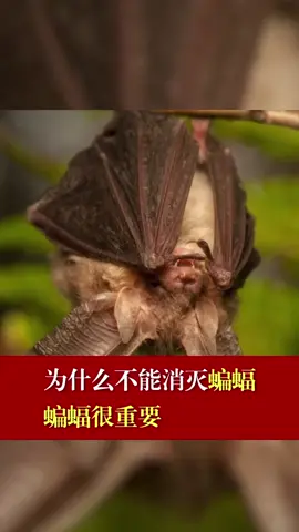 为什么不能消灭蝙蝠？蝙蝠很重要！蝙蝠